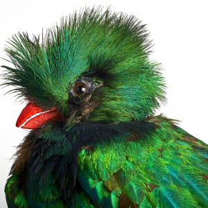 Quetzal resplendissant - photo Pierre-Olivier Deschamps, Agence VU